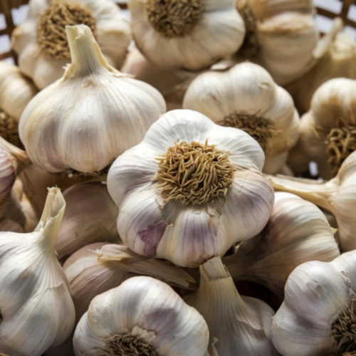 Garlic